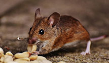 24 Hour & Emergency Exterminators in San Jose Water Company, CA